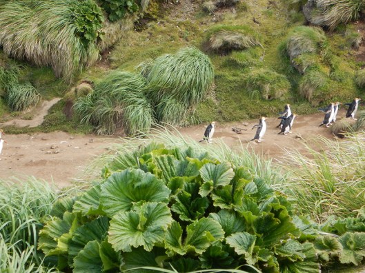 cabbage and tussocks