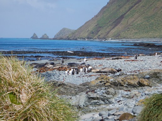 ele seals penguins at buckles bay