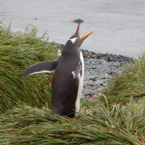 gentoo