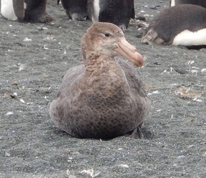 giant petrel