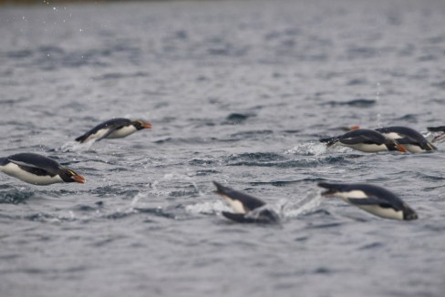 Porpoising Snares-henrycook