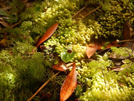 auckland island orchid