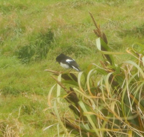 auckland island tomtit