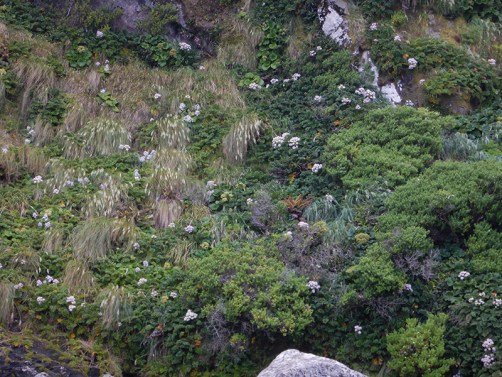 cliff face megaherbs