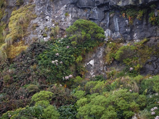 cliff vegetation