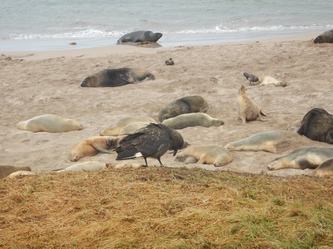 cycle of life and death on enderby