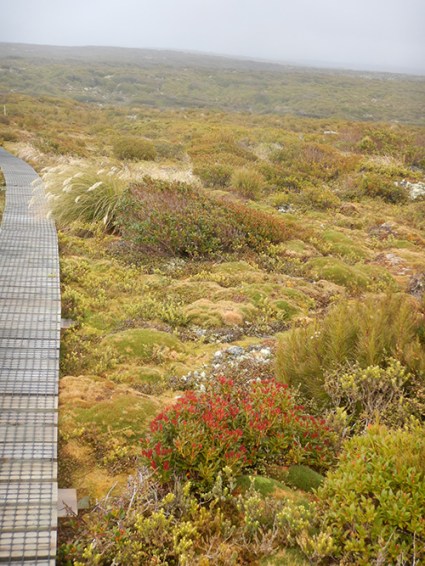 enderby heath boardwalk