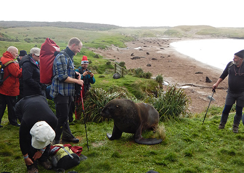 galupmhing sea lion.jpg