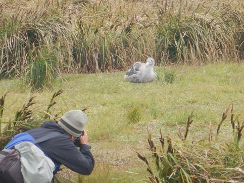 giant petrel chick