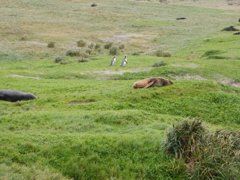 penguins passing sealions