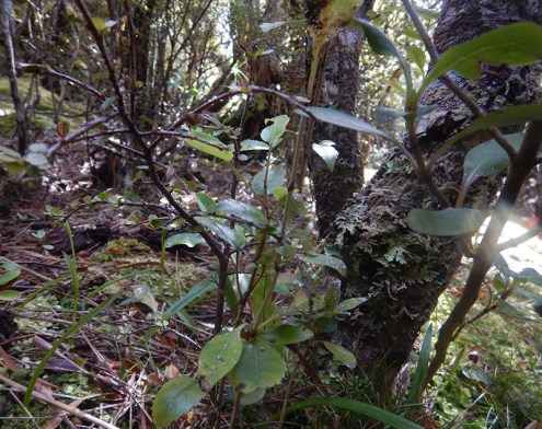 rata understorey