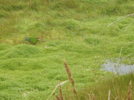 red crowned parakeet in grass