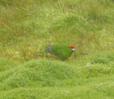 red crowned parakeet