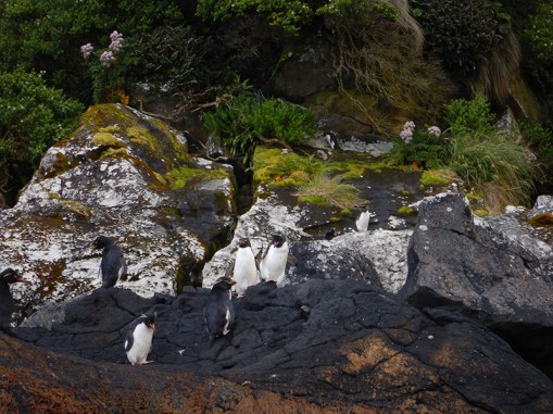 rockhoppers on rocky shore
