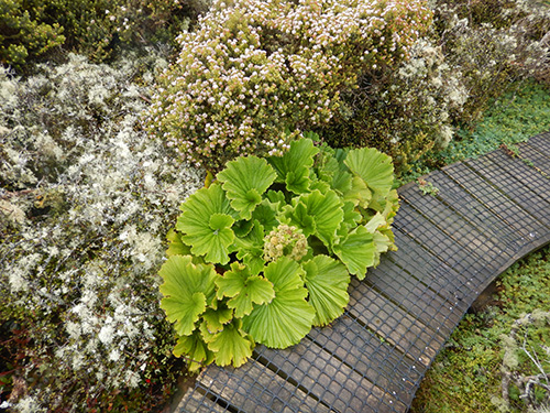 stilbocarpa robusta hebe elliptica