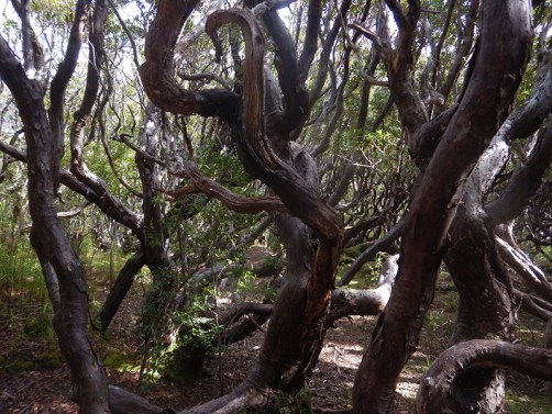 tangled rata