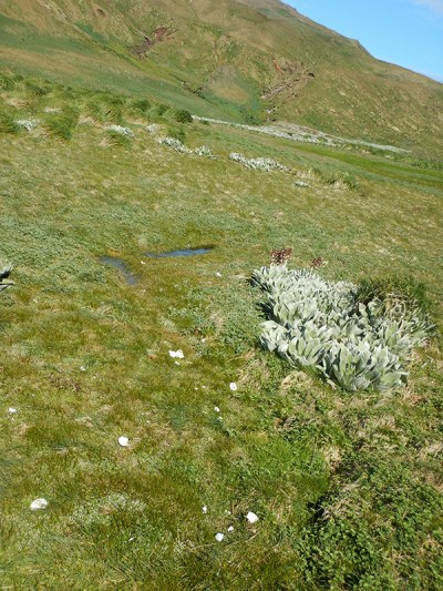 eggs drainage channel