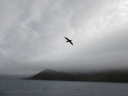 lusitania bay petrel