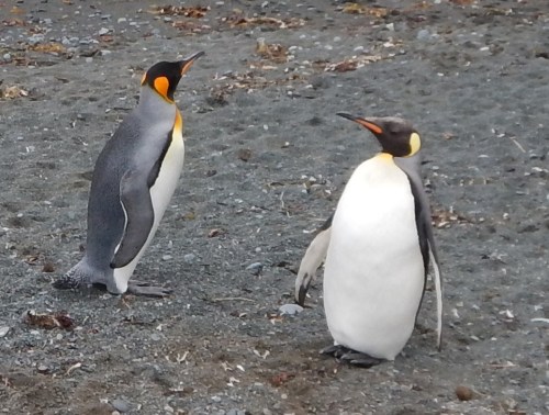molting kings orange and yellow