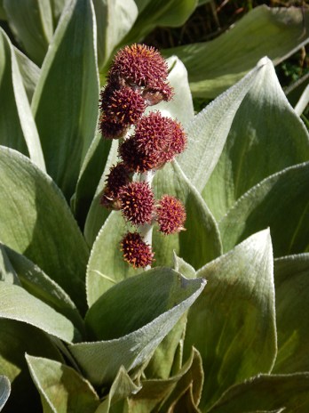 pleurophyllum hookerii