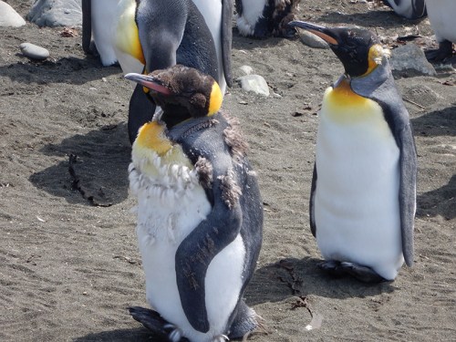 sitting molting kings2