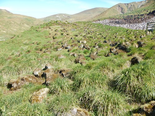 tussock field