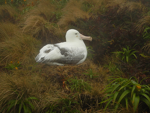 albatross on nest