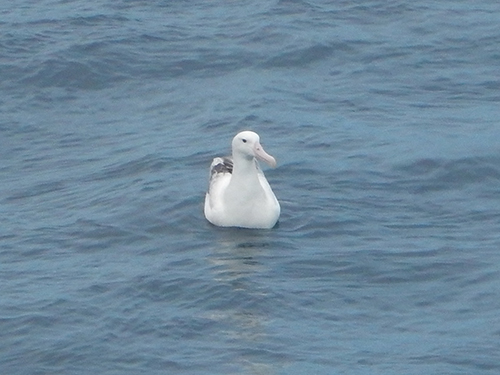 albatross