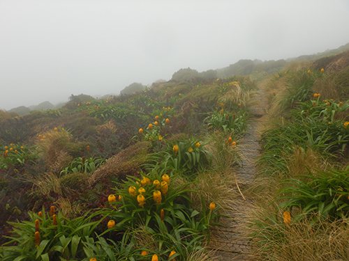 boardwalk and bulbinella