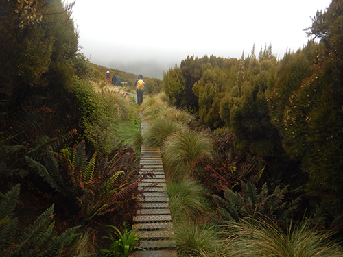 boardwalk tussocks