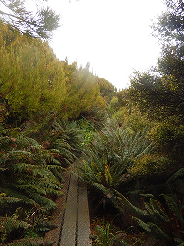 boardwalk with ferns