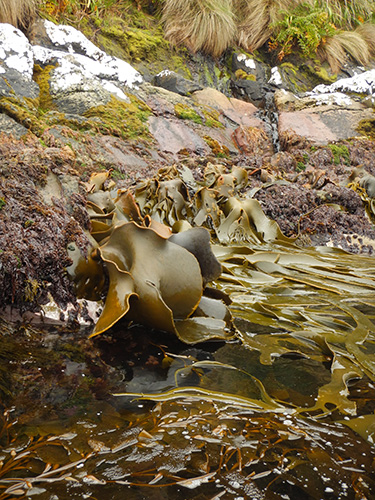 bull kelp