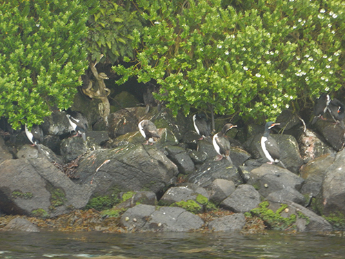 ci shag flowering comprosma