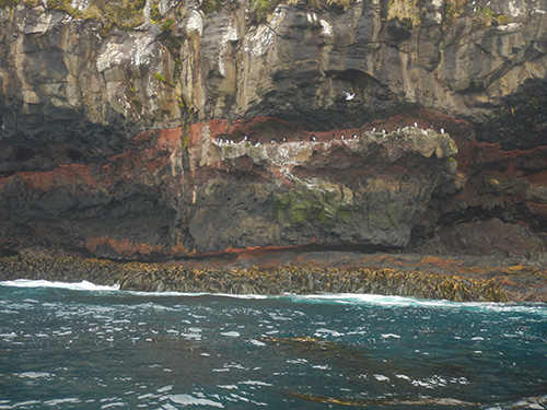 cliff strata with shag colony
