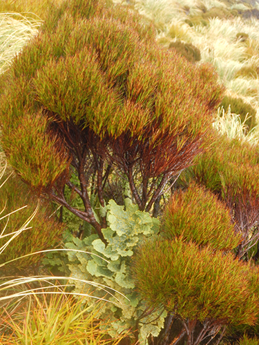 dracophyllum with lichens