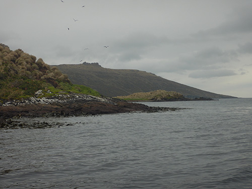 kelp gulls swooping