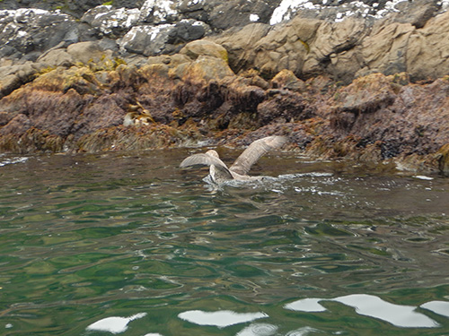 landing petrel