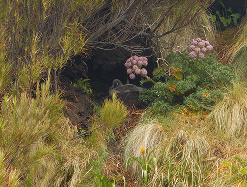 light mantled sooty albatross on nest