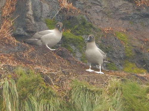 light mantled sooty pair