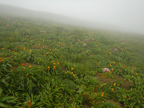 misty megaherb hillside