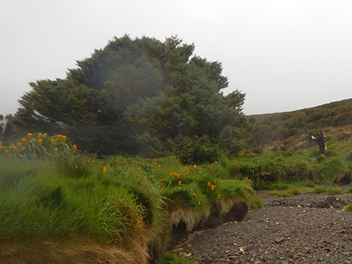 not so lonely tree 3