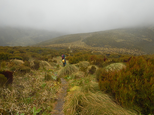 path through peatland