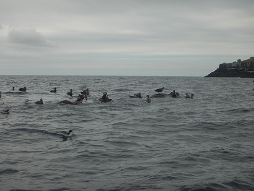 pecking order lines up