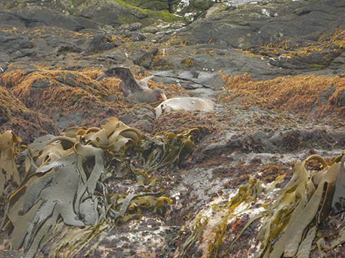 petrel feeding in kelp