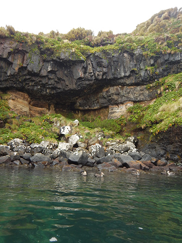 petrels and basalt columns