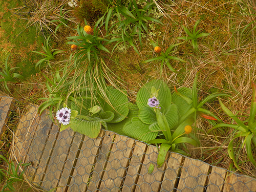 pleurophyllum and boardwalk
