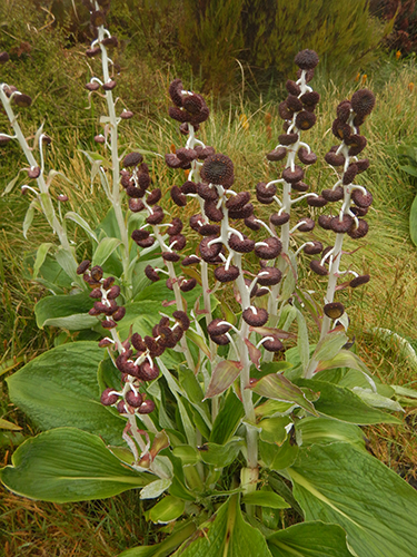 Pleurophyllum criniferum