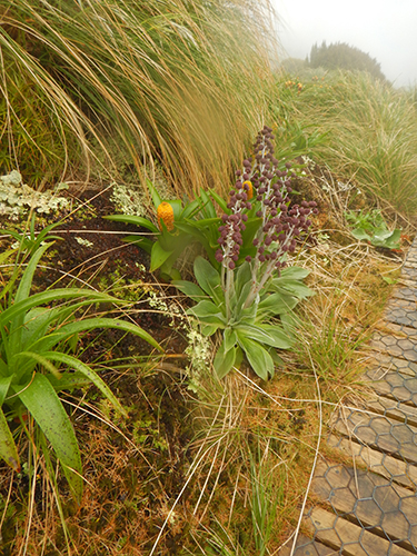 pleurophyllum hookerii