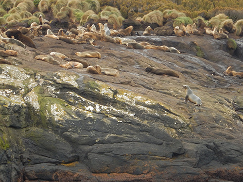 sea lion colony harbour mouth