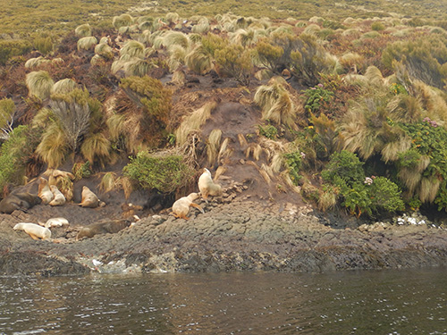 sea lion colony south shore